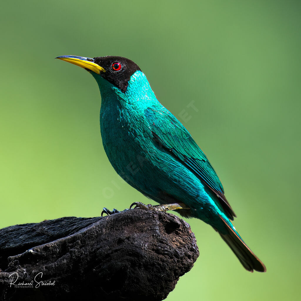 Green Honeycreeper