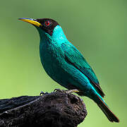 Green Honeycreeper