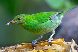 Green Honeycreeper