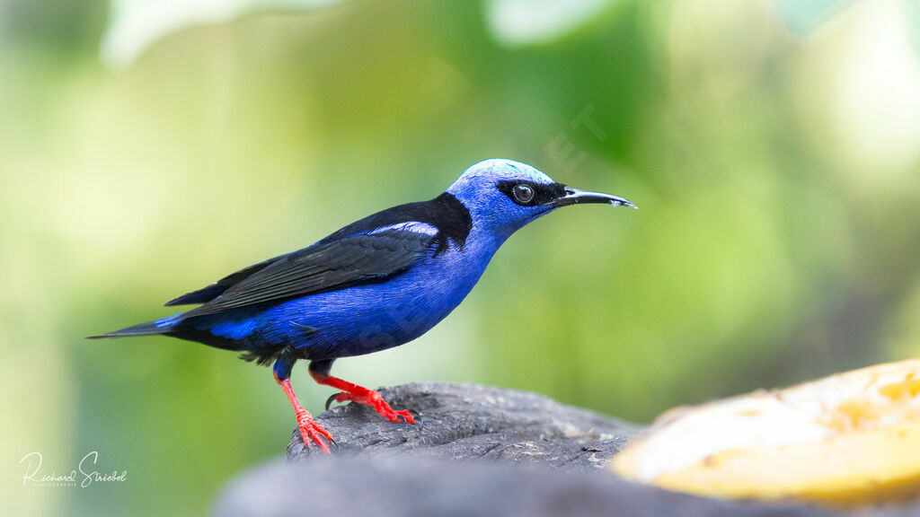 Red-legged Honeycreeper male