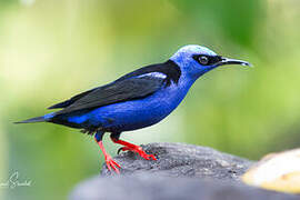 Red-legged Honeycreeper