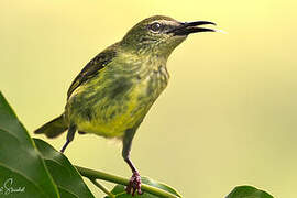 Red-legged Honeycreeper