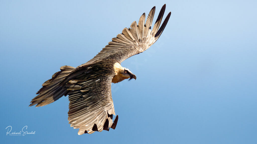 Bearded Vulture