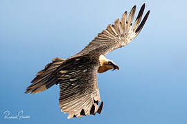 Bearded Vulture