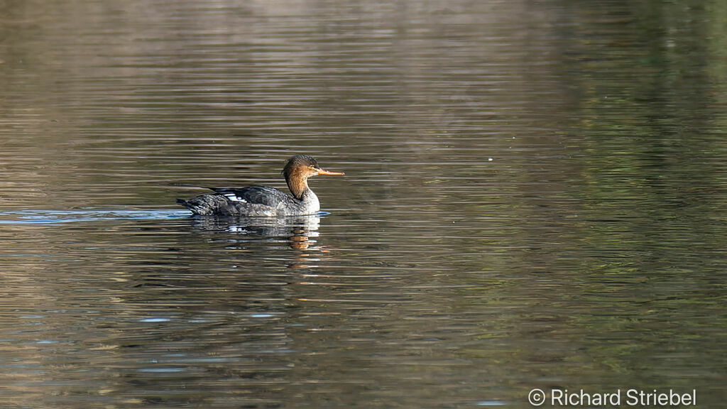 Red-breasted Merganser