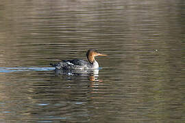 Red-breasted Merganser