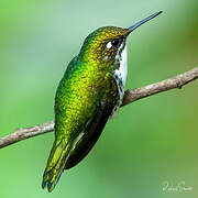 White-booted Racket-tail