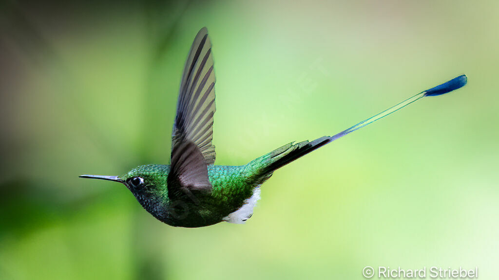 White-booted Racket-tail male