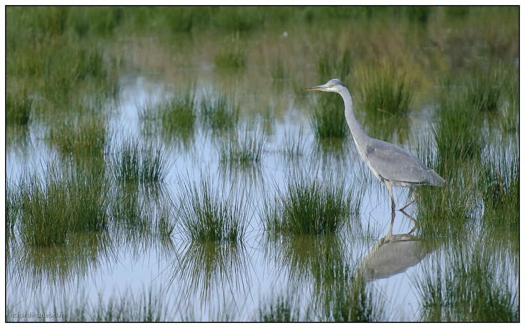 Grey Heron