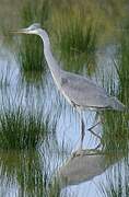 Grey Heron