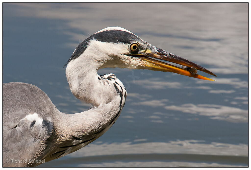 Grey Heron, feeding habits