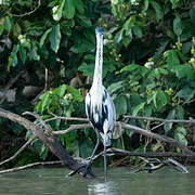 Cocoi Heron