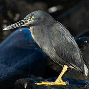 Lava Heron