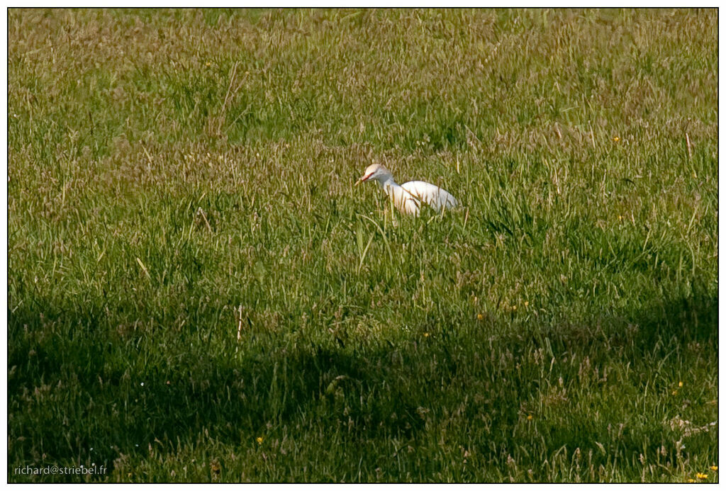 Western Cattle Egret