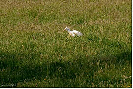 Western Cattle Egret