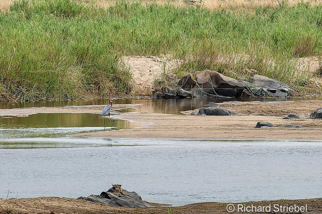 Goliath Heron