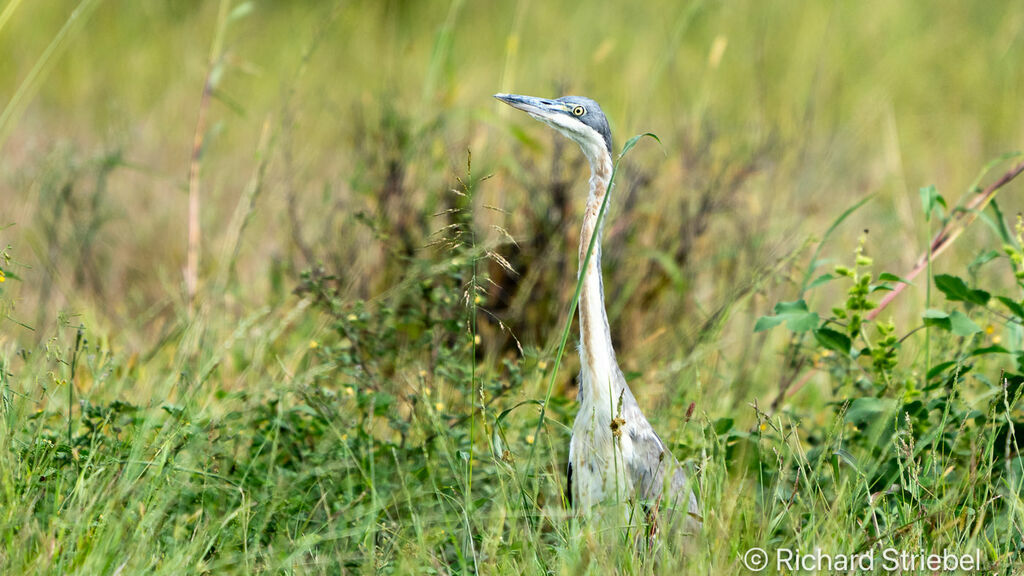 Black-headed Heronjuvenile