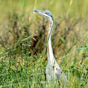 Black-headed Heron