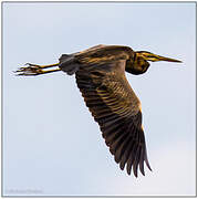 Purple Heron