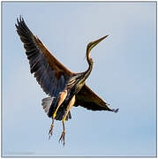 Purple Heron