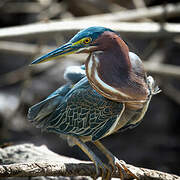 Green Heron