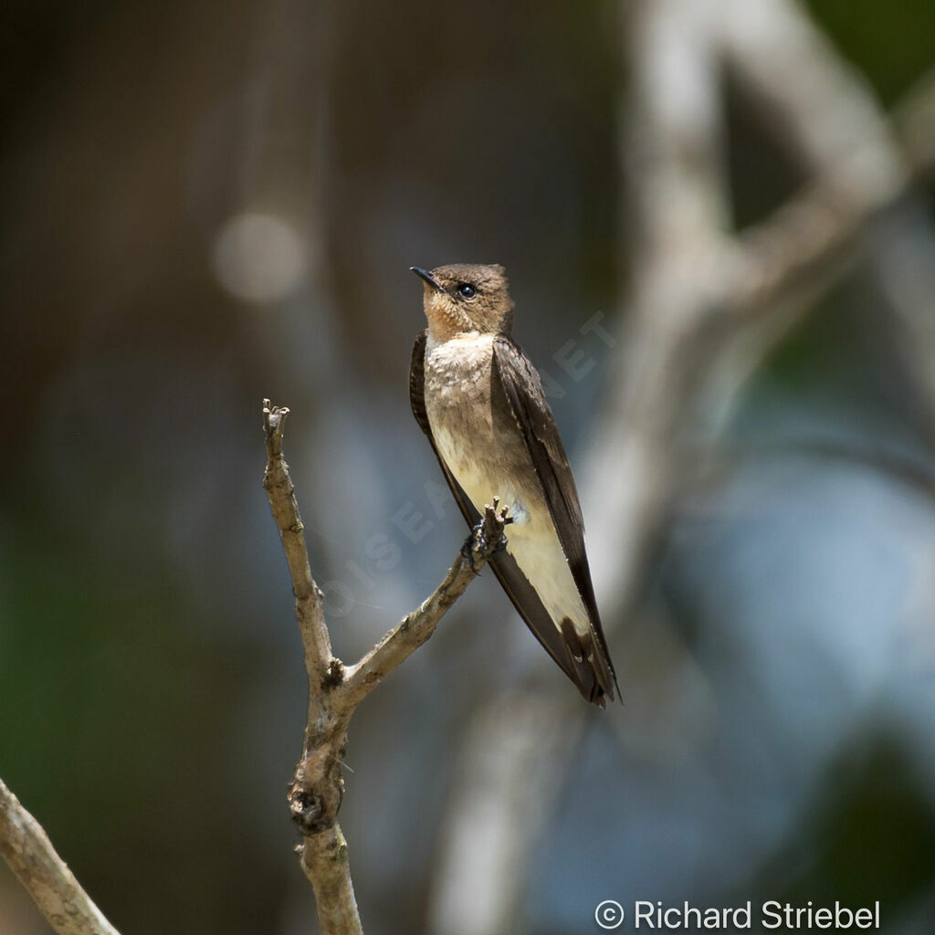 Hirondelle à ailes hérissées