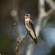 Northern Rough-winged Swallow