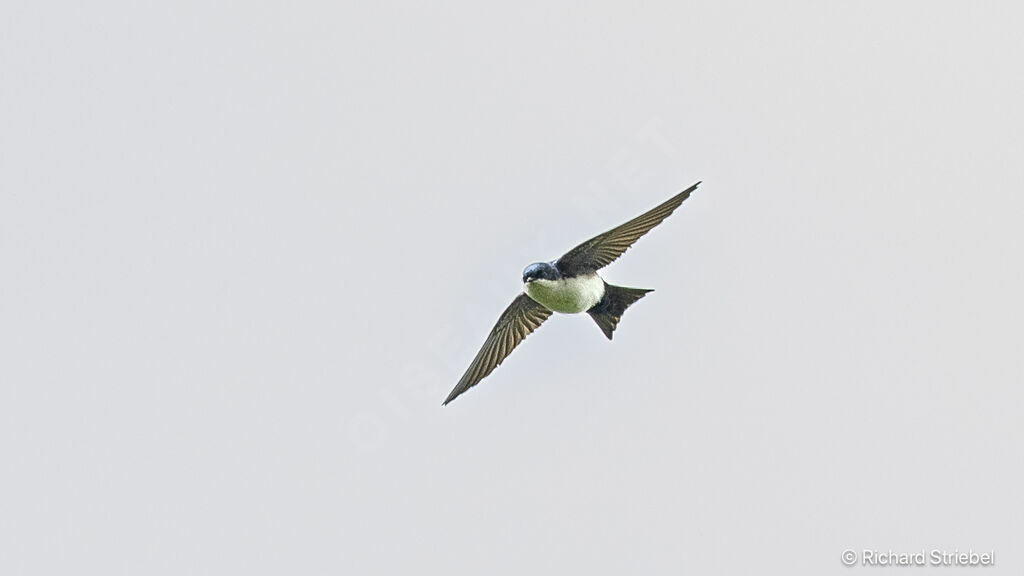 Blue-and-white Swallow