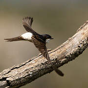 Western House Martin