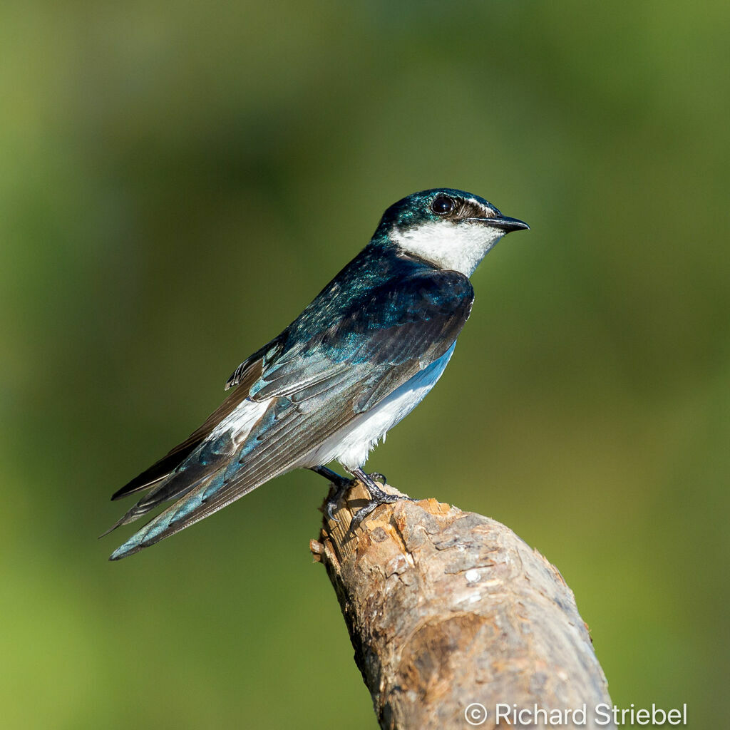 Mangrove Swallow