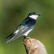 Mangrove Swallow