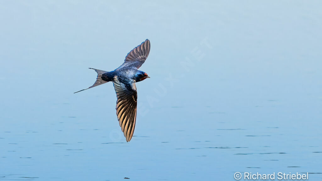 Barn Swallow