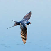 Barn Swallow