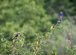 Lesser Striped Swallow