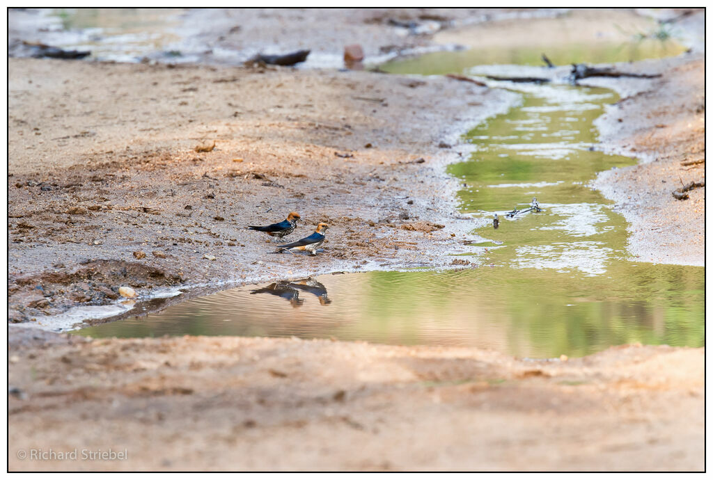 Lesser Striped Swallow