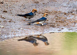 Lesser Striped Swallow