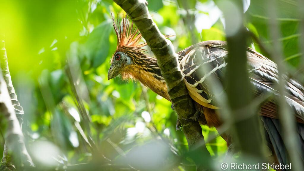 Hoatzin