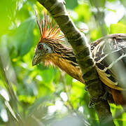 Hoatzin