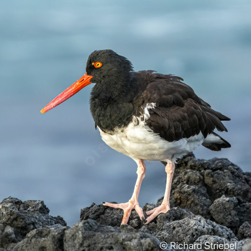 American Oystercatcher