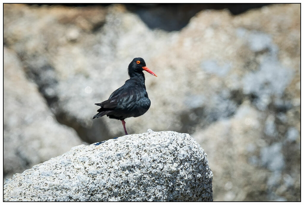 African Oystercatcher