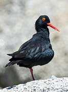 African Oystercatcher