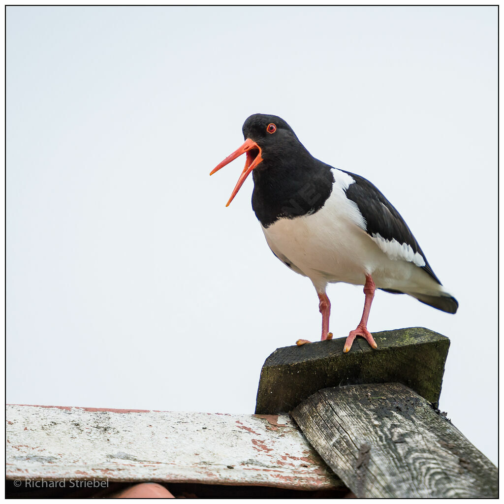 Eurasian Oystercatcher