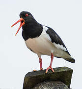 Eurasian Oystercatcher