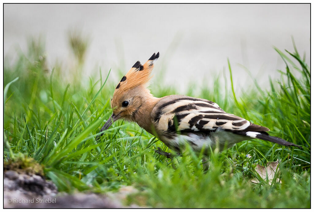 Eurasian Hoopoe