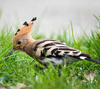 Eurasian Hoopoe