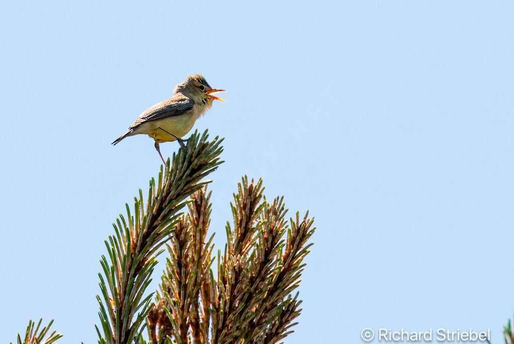 Melodious Warbler