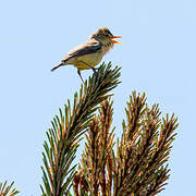 Melodious Warbler