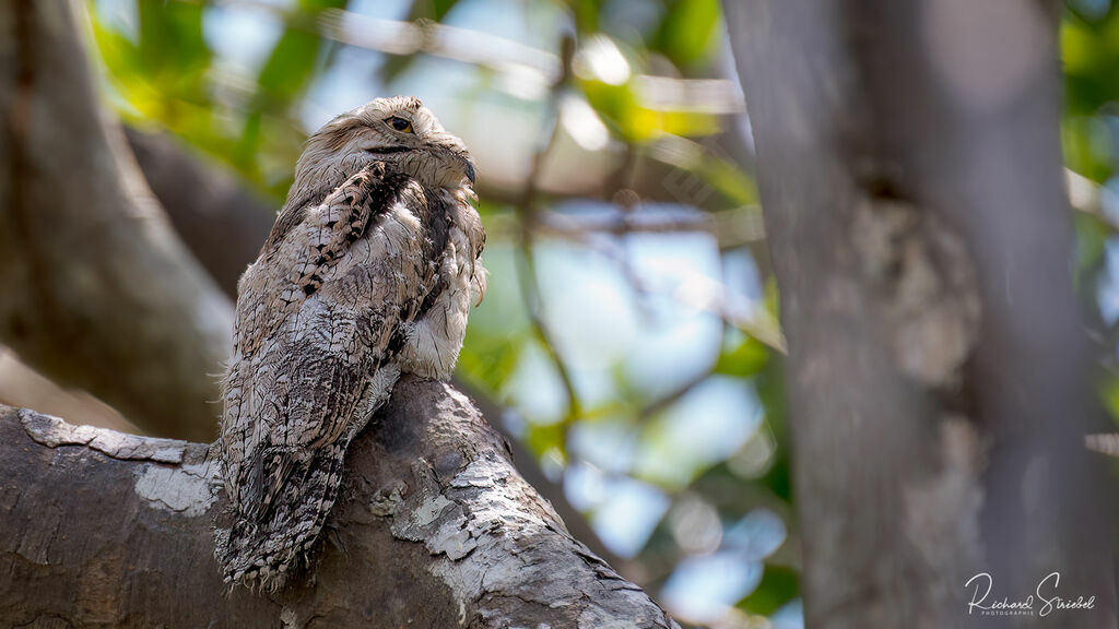 Common Potoo