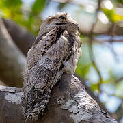 Common Potoo