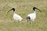 Ibis à cou noir